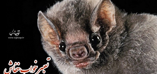 در مورد تعبیر خواب خفاش چه می دانید ؟