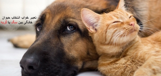 تعبیر خواب انتخاب حیوان خانگی بین سگ یا گربه