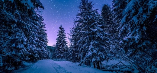 انشا در مورد زمستان سرد از زبان یک درخت
