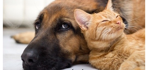 تعبیر خواب دعوای سگ و گربه