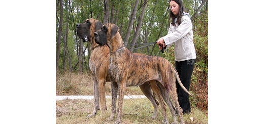 گنده ترین و خطرناک ترین سگهای دنیا (کلیپ کوتاه و متفاوت)