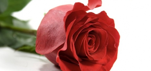 تعبیر خواب گل رز قرمز هدیه گرفتن