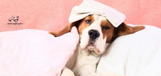 چگونه بفهمیم سگمان تب دارد