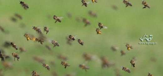  تعبیر خواب حمله زنبورهای زیاد چیست؟