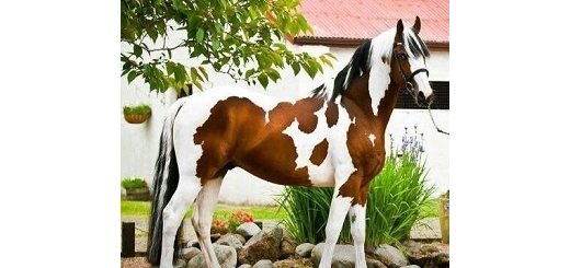 عکس خوشگل ترین اسب های جهان (آلبوم تصاویر)