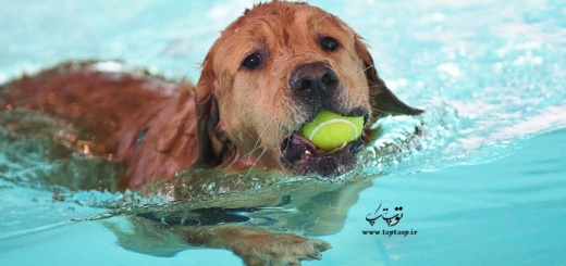 آموزش شنا کردن سگ + عکس