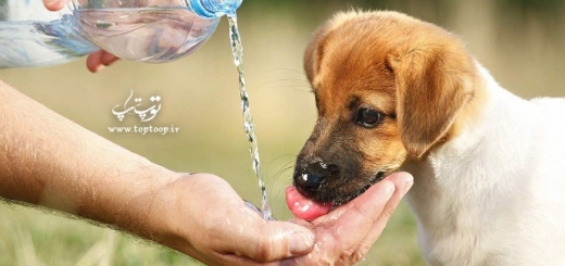 بررسی عوامل آب خوردن زیاد سگ 
