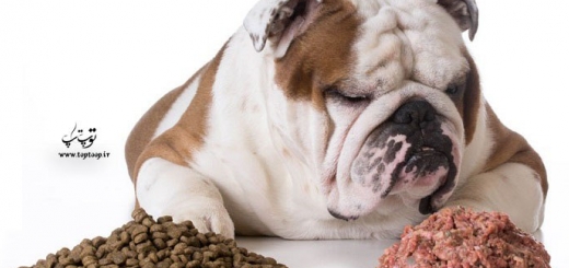 چگونه یک رژیم غذایی خام مخصوص سگ ها تهیه کنیم