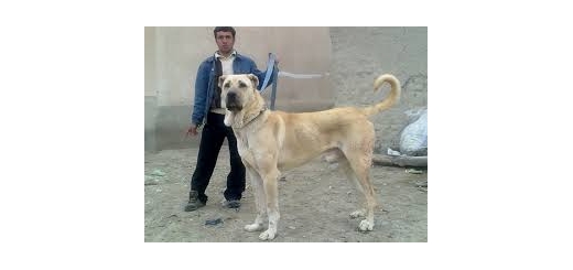 عکس سگ های ایرانی عکس سگ ایرانی