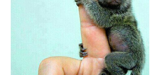 کوچکترین میمون دنیا (تک عکس)