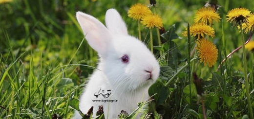 چگونه یک خرگوش را آموزش دهیم + عکس 