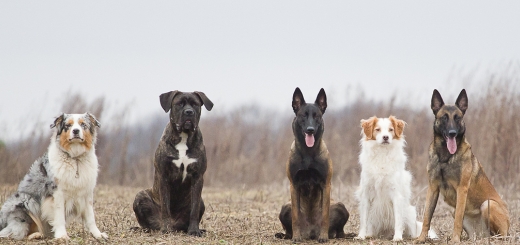 سگهای پاپی و معرفی انواع نژاد سگ + آۀبوم تصاویر