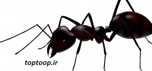 تعبیر خواب کشتن مورچه | توپ تاپ