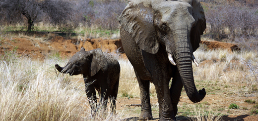 اطلاعاتی در مورد زندگی فیل ها