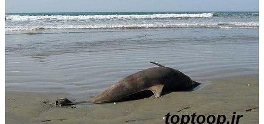 تعبیر خواب نهنگ در ساحل | توپ تاپ