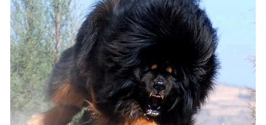وحشی ترین و هارترین سگهای جهان + آلبوم تصاویر