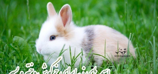 اسم های شیک و زیبا برای خرگوش های بامزه