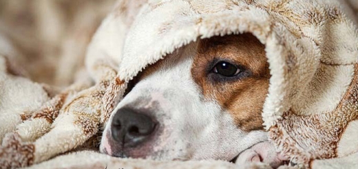 چگونه بفهمیم سگمان سرما خورده است