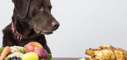 راهنمای انتخاب مناسب ترین رژیم غذایی سگ