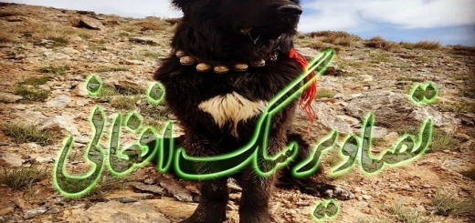 عکس سگهای افغانی (25 تصویر +تاریخچه و نژاد سگهای افغان)