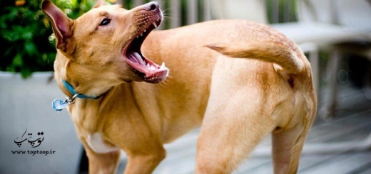چرا سگ ها دم خود را گاز می گیرند