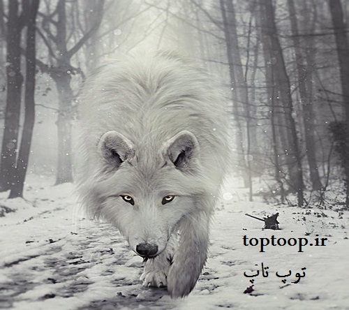 تعبیر خواب گرگ مرده
