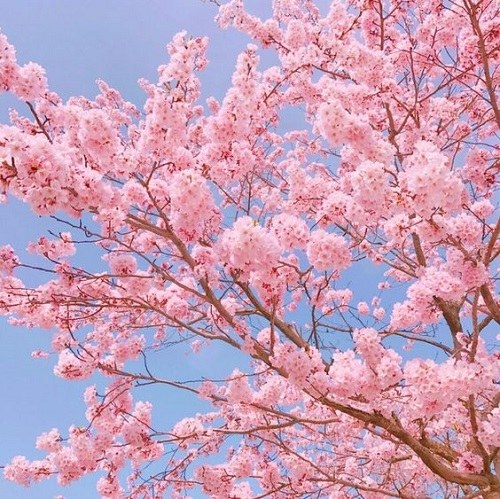 عکس شکوفه های رنگارنگ بهاری