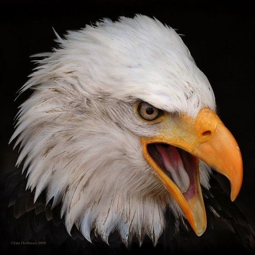 عکس عقاب خشمگین برای پروفایل