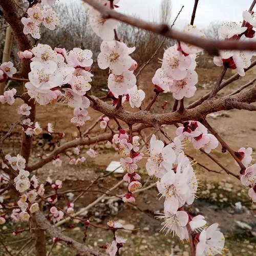 عکس های دیدنی از شکوفه های بهاری