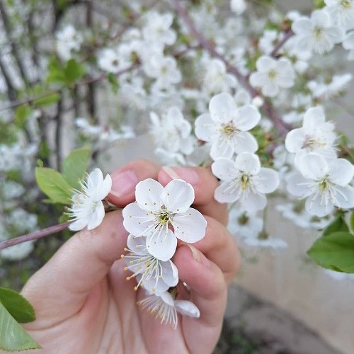 شکوفه های بهاری درختان برای پروفایل