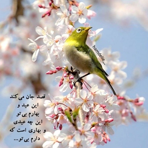 شکوفه بهاری عکس