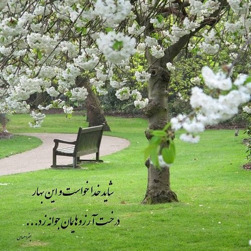 شکوفه های بهاری و تبریک عید