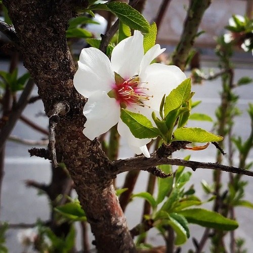 عکس شکوفه بهار برای پروفایل واتساپ