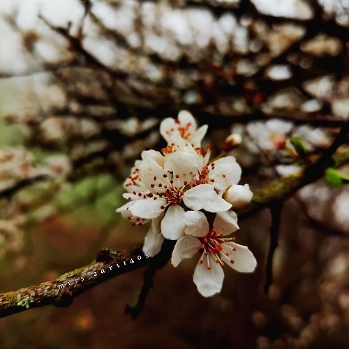 تصاویر شکوفه های بهاری خوشگل