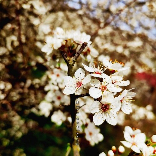 دانلود عکس شکوفه کردن گلها