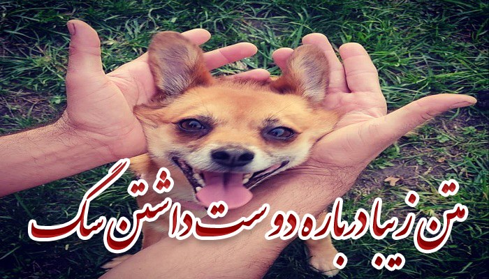 متن زیبا درباره دوست داشتن سگ