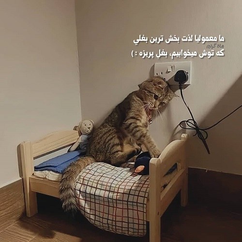 عکس نوشته سینگل باش و پادشاهی کن