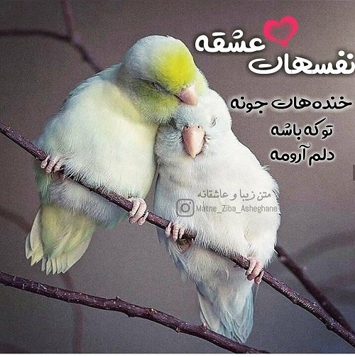 عکس نوشته عاشقانه لاکچری برای اینستاگرام