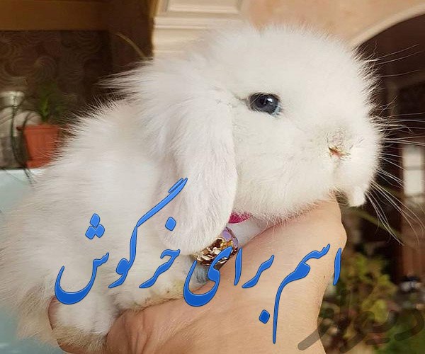 اسم برای خرگوش ، اسم خرگوش دختر و پسر