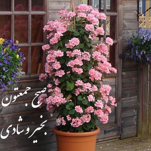 صبح جمعتون بخیر عکس نوشته شاد