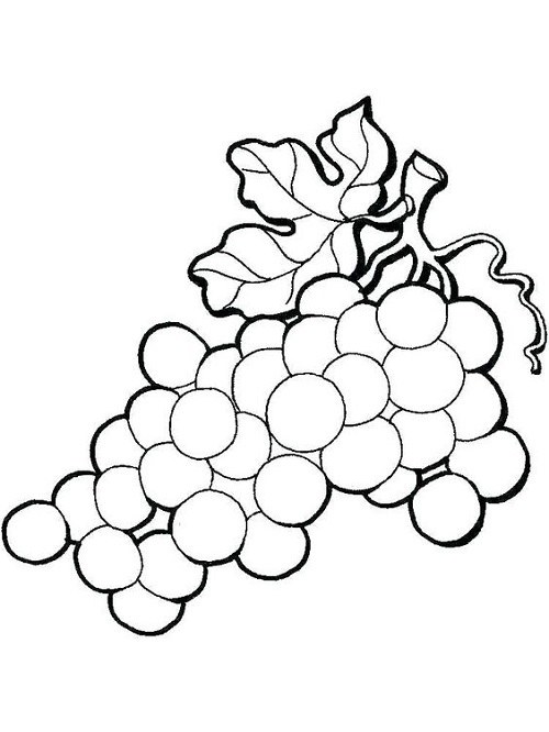 عکس رنگ آمیزی نقاشی میوه انگور