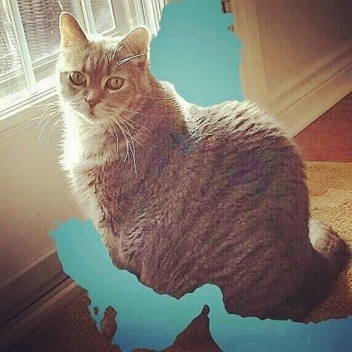 عکس نقشه ایران به شکل گربه