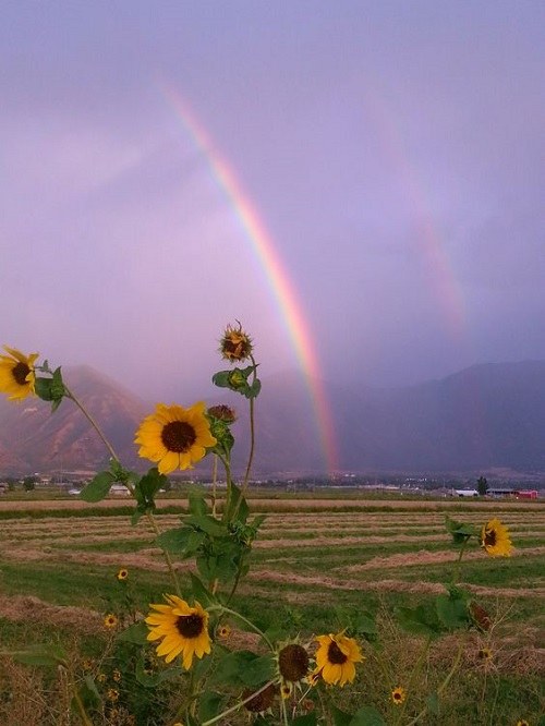 عکس رنگین کمان برای پروفایل دخترانه