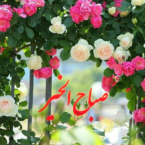 دانلود عکس نوشته عربی صباح الخیر