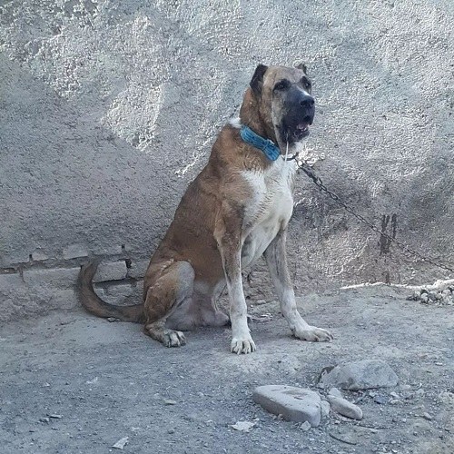 عکس سگ افغان خاکستری