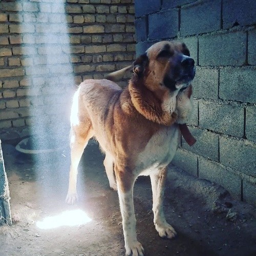 عکس ببری سگ افغانی