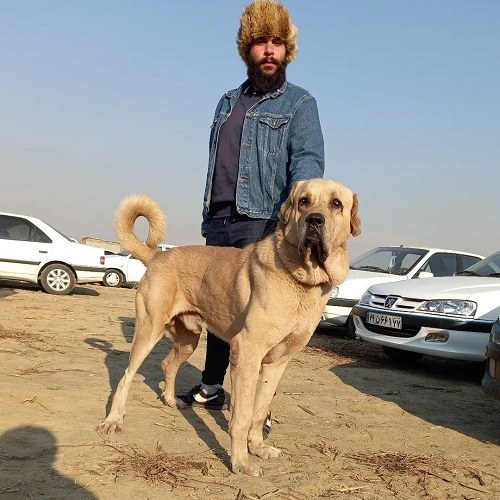 عکس سگ افغانی بزرگ در کنار صاحبش