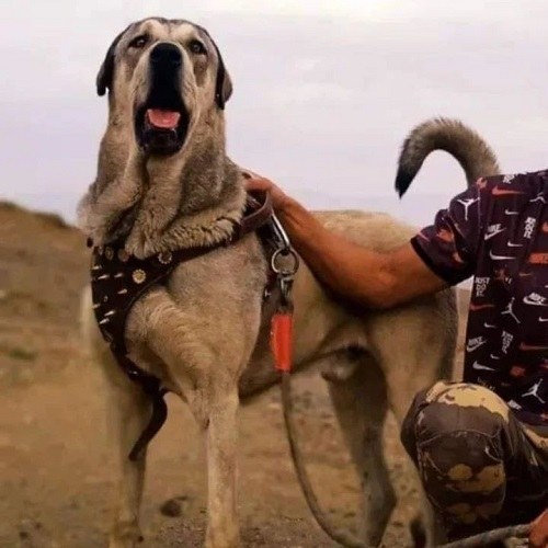 عکس سگ افغانی نر فروشی