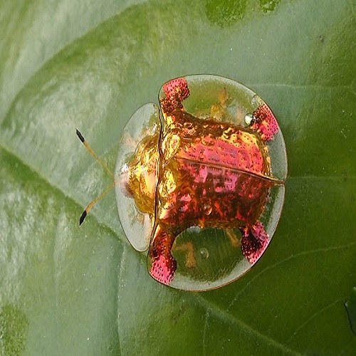 تصاویر از سوسک لاک‌پشتی طلایی