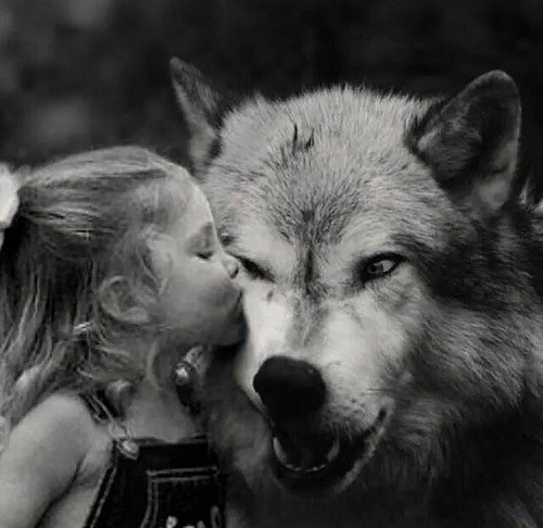 عکس گرگ و دختر